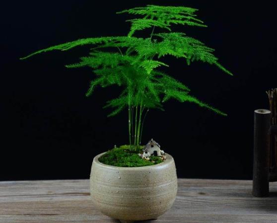 文竹怎么能养的旺盛