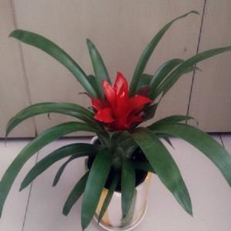 鸿运当头能不能放家里