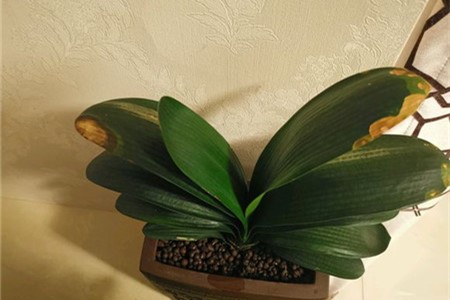 君子兰叶子耷拉下来怎么办