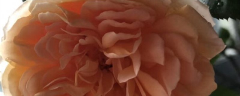 盆栽玫瑰花蔫了怎么办(盆栽玫瑰花蔫了怎么办视频)