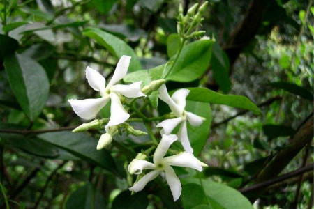 适合室内养的常开花