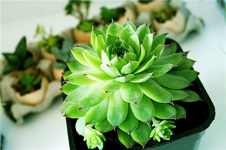 多肉植物侧芽怎么处理好