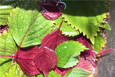 紫苏叶子边缘发黑干枯