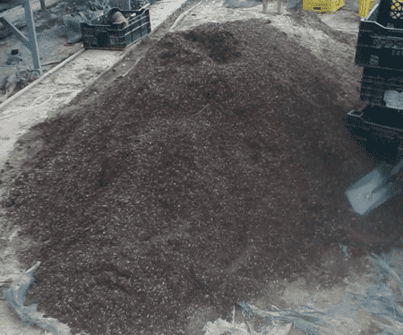 郁金香怎么种植方法图解