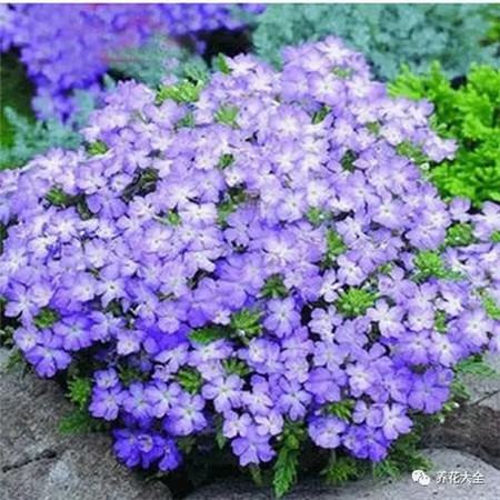 吊着长的花都有什么花