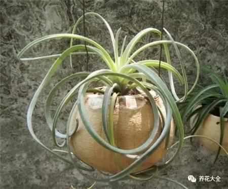 吊着长的花都有什么花