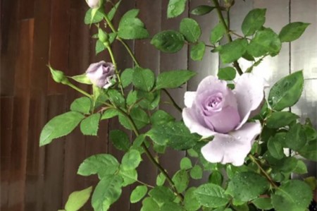 盆栽玫瑰花蔫了怎么办视频