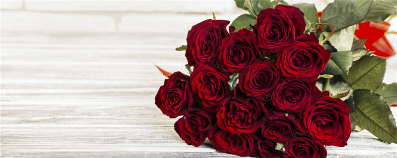 玫瑰支数代表的意思送11朵还是19朵(玫瑰送11朵还是19朵33朵)