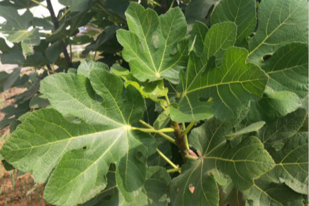 无花果为什么被叫做无花果是因为没有花吗