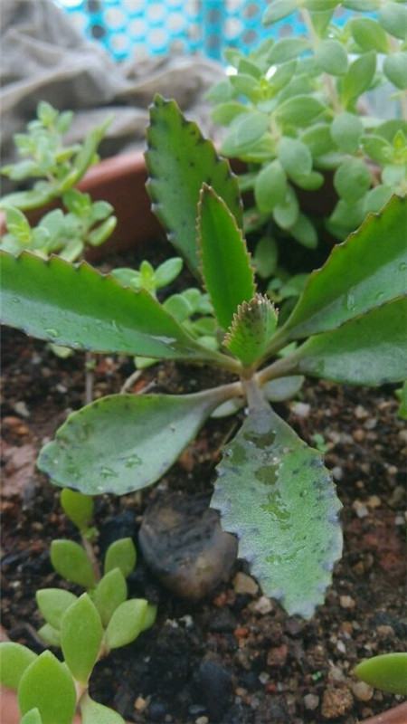 落地生根叶子黄了变软烂了