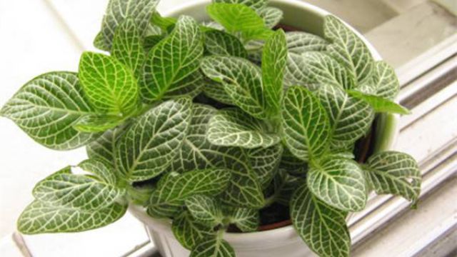 网纹草的品种大全(网纹草怎么养颜色鲜艳)