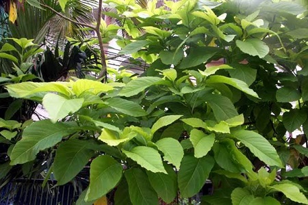 朱砂根的养殖方法和注意事项冬季