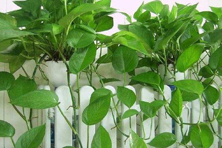 绿萝怎么养才能有垂叶呢