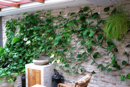 绿萝长太长了怎么布置