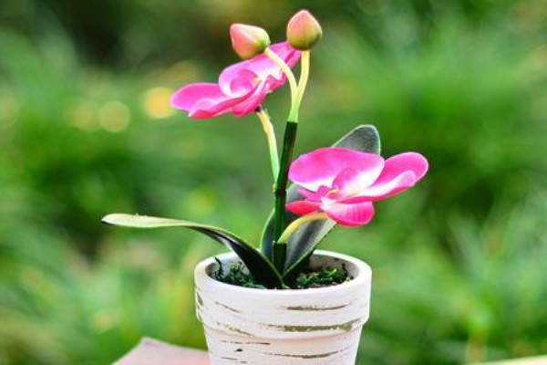 家里养盆“蝴蝶兰”开的花赛得过牡丹过年过节最应景！(蝴蝶兰开出怎样的花)