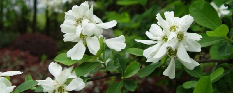 白鹃梅的病虫害防治(白鹃梅的病虫害防治方法视频)