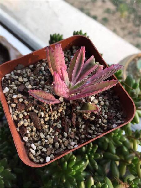 落地生根叶子黄了变软烂了