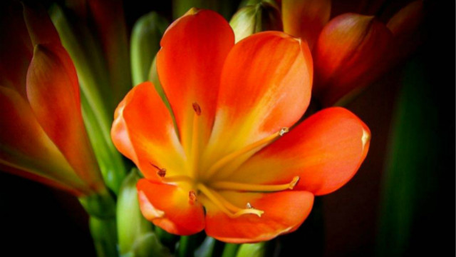 适合室内养的开花植物(适合室内养的常开花)