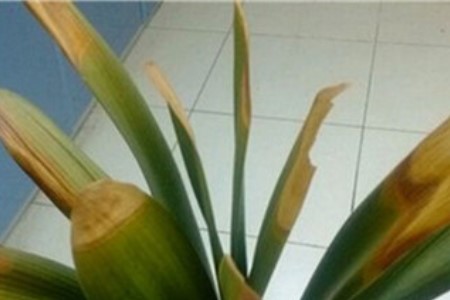 君子兰叶子耷拉下来怎么办