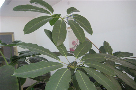 招财树的养殖方法图片