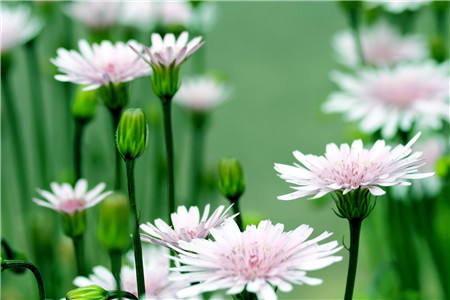 影响种子发芽率的原因是什么