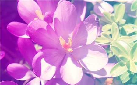 花缺肥料了需要施什么肥