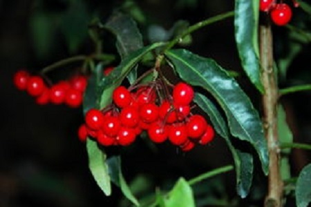 朱砂根的养殖方法和注意事项冬季