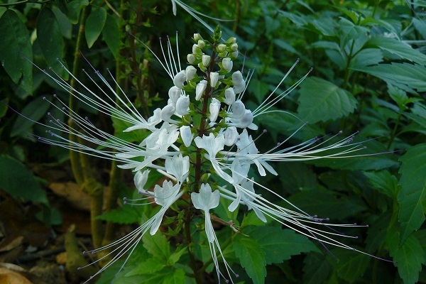 猫须草的功效与作用(猫须草的功效与作用和治肾虚配方)