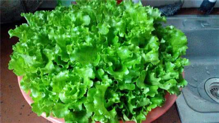 可以反复采摘的蔬菜有哪些