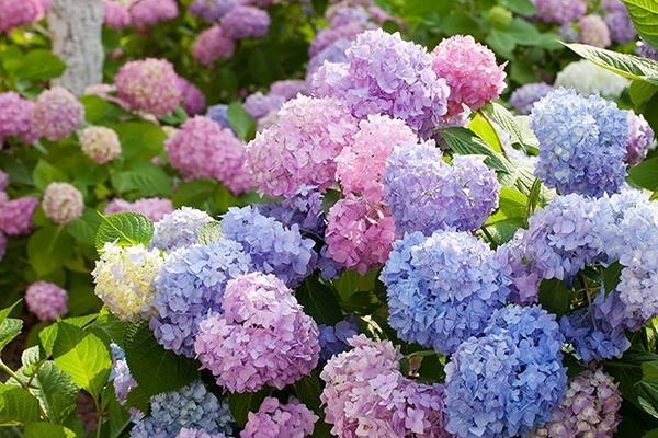 花市买的“绣球花”种子拿给朋友看却被说太傻上当了(绣球花种子怎么种成活率高)