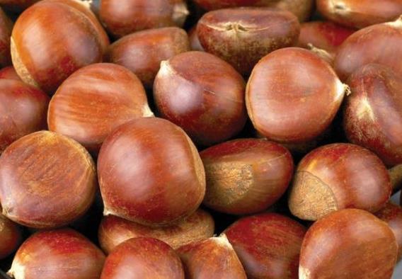 板栗有酒味是坏了吗吃了变质板栗怎么办(板栗有酒味还能吃吗)