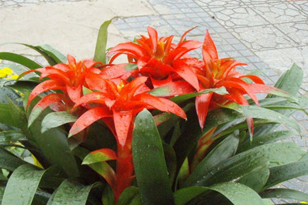 植物和动物的不同点有哪些