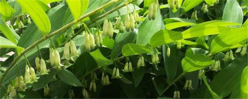 玉竹叶子发黄怎么办补救处理方法黄叶枯萎的原因(玉竹的叶子发黄怎么办?)