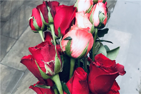 玫瑰送11朵还是19朵33朵