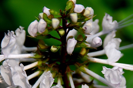 猫须草的功效与作用和治肾虚配方