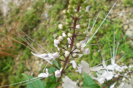 猫须草的功效与作用和治肾虚配方