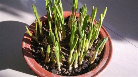 可以反复采摘的蔬菜有哪些