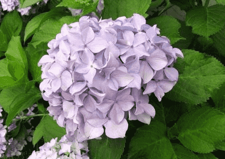 绣球花种子怎么种成活率高