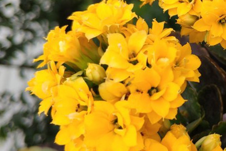 长寿花花苞还没开就枯萎怎么办