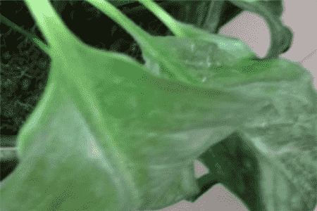 土培白掌叶子发黄怎么办