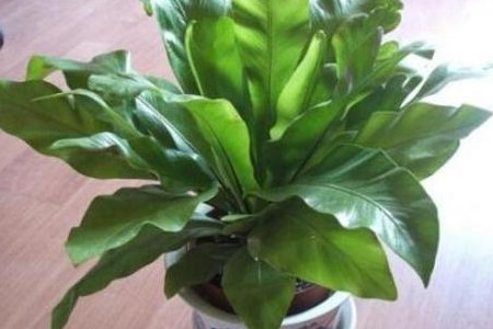 鸟巢蕨修剪时间