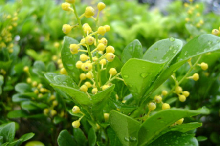 米兰花的春季管理