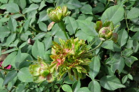 绿萼花的功效与作用及禁忌