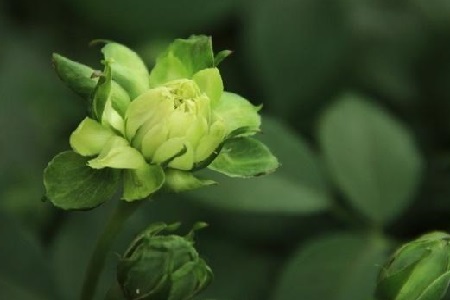 绿萼花的功效与作用及禁忌