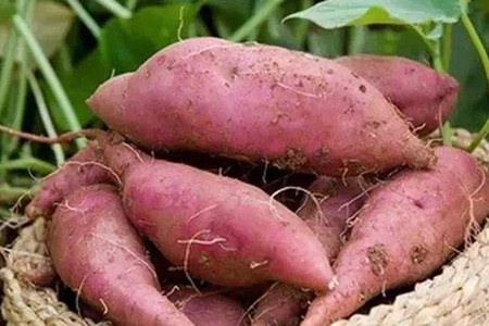 地瓜的养殖方法和管理