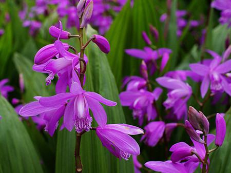 朱兰什么时候开花