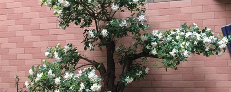 九里香树干发黑的原因(九里香枝干发黑怎么办)