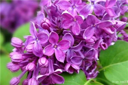 紫丁香花色是什么颜色