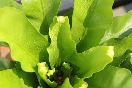 鸟巢蕨修剪时间