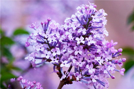 紫丁香花色是什么颜色